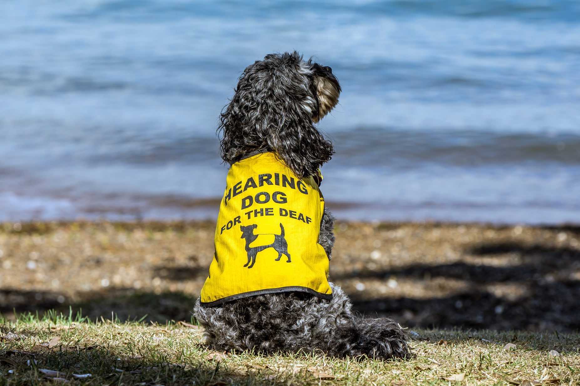 Hearing dog