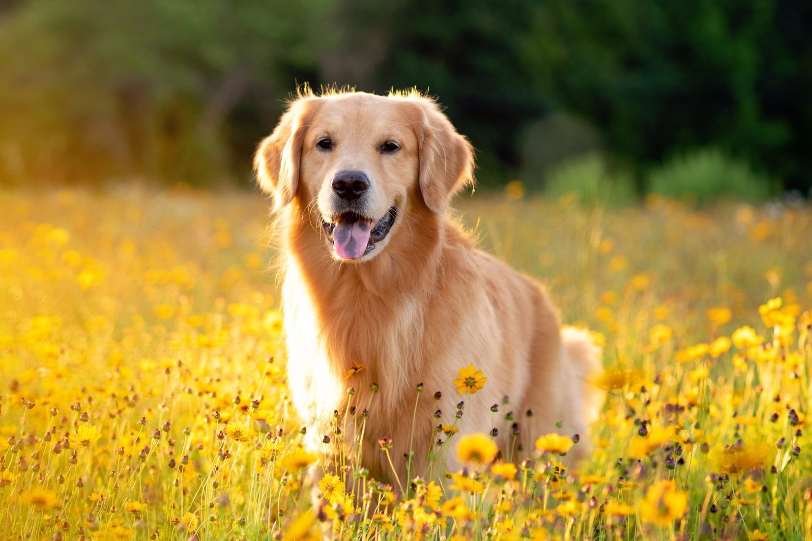 Golden Retriever posing in the field