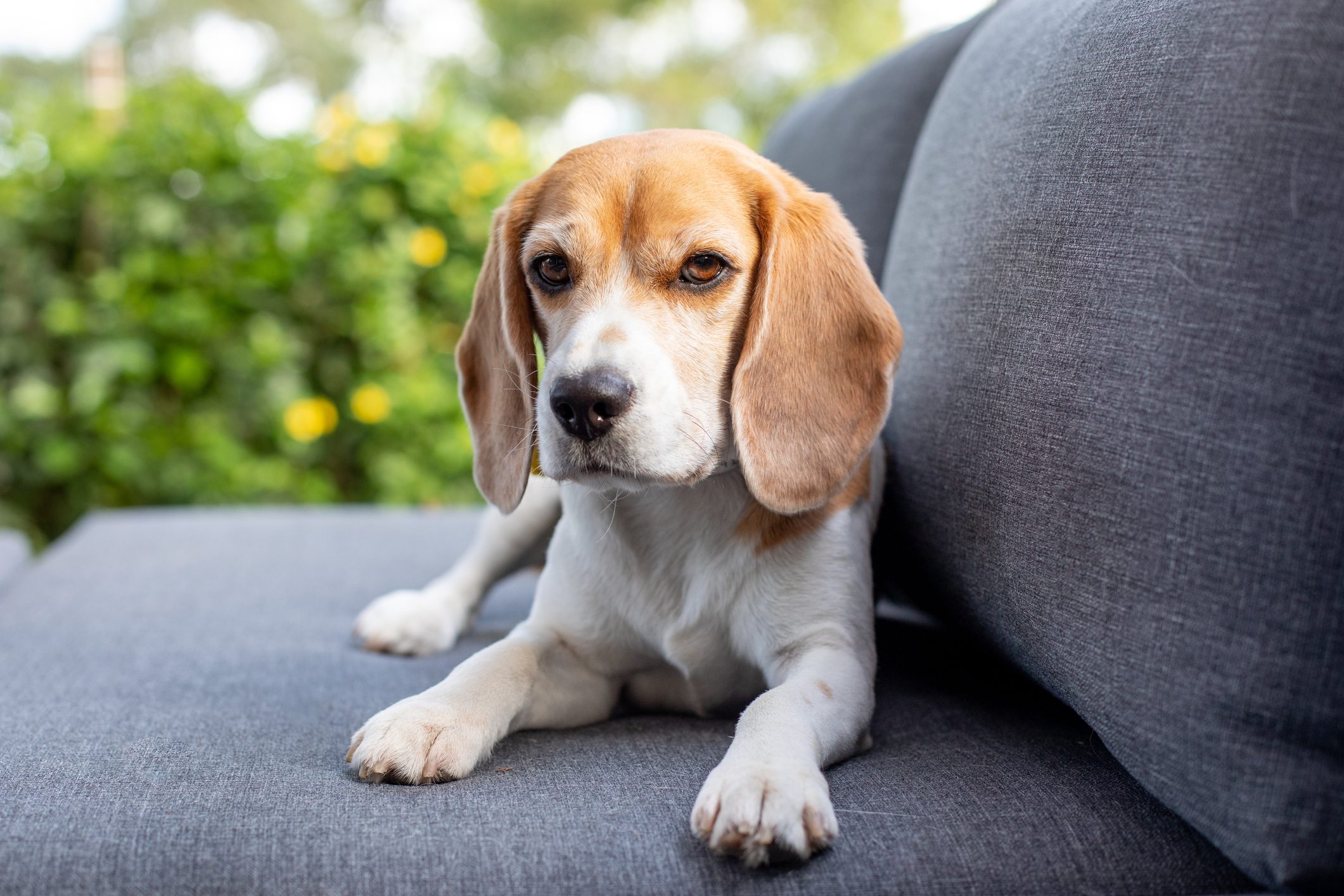 Beagle lying on the outdoor lounge