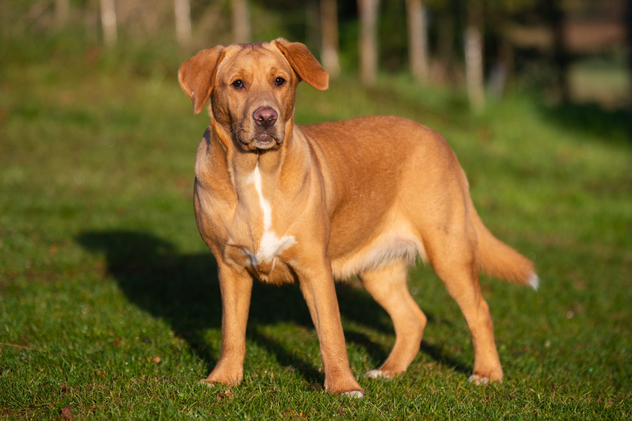 Beautiful Young Boxador, labrador and boxer mix, standing in the grass