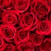 Why Is the Rose a Popular Flower for Valentineâ€™s Day?