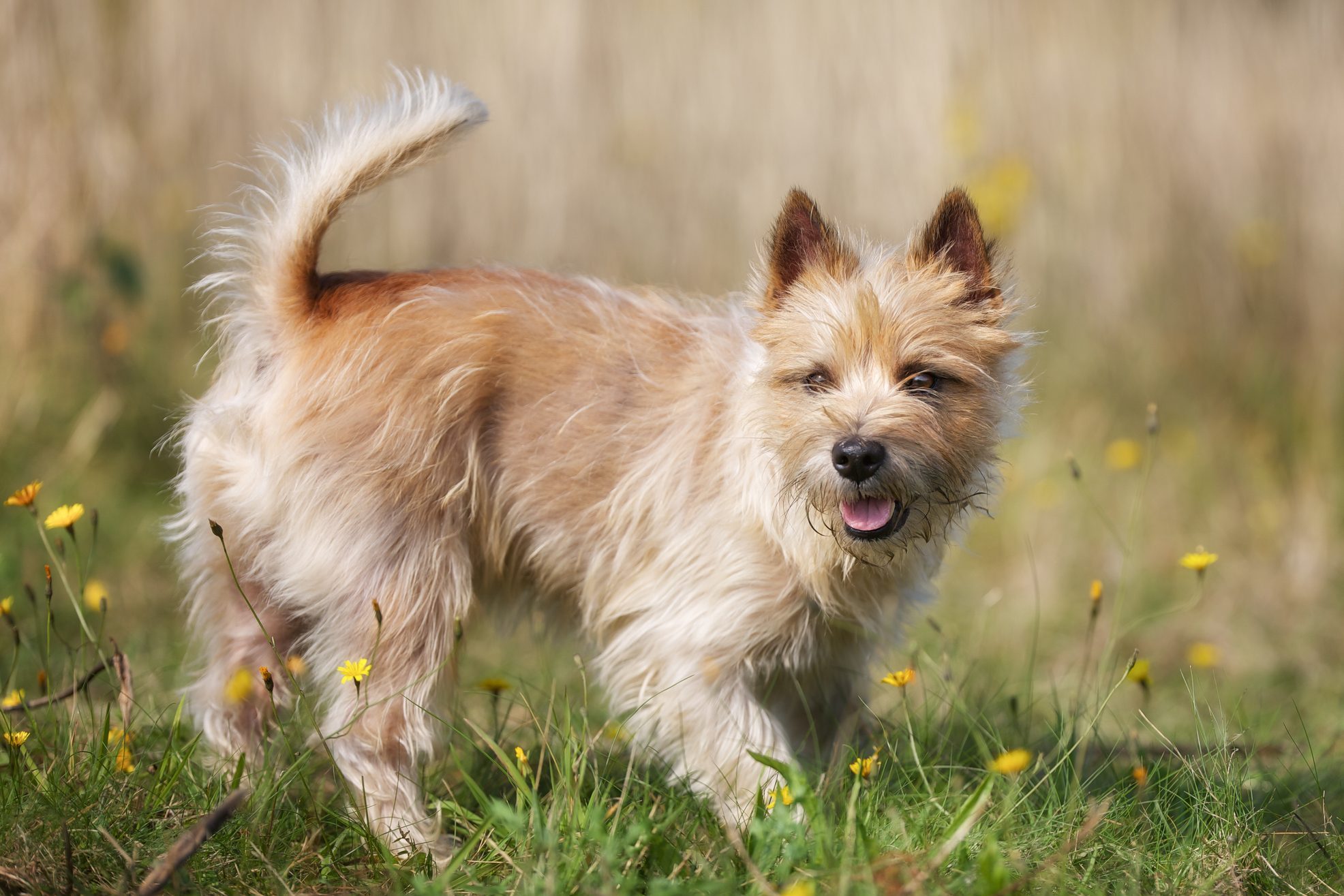 Light-brown Cairn Terrier dog in the grass on a sunny day