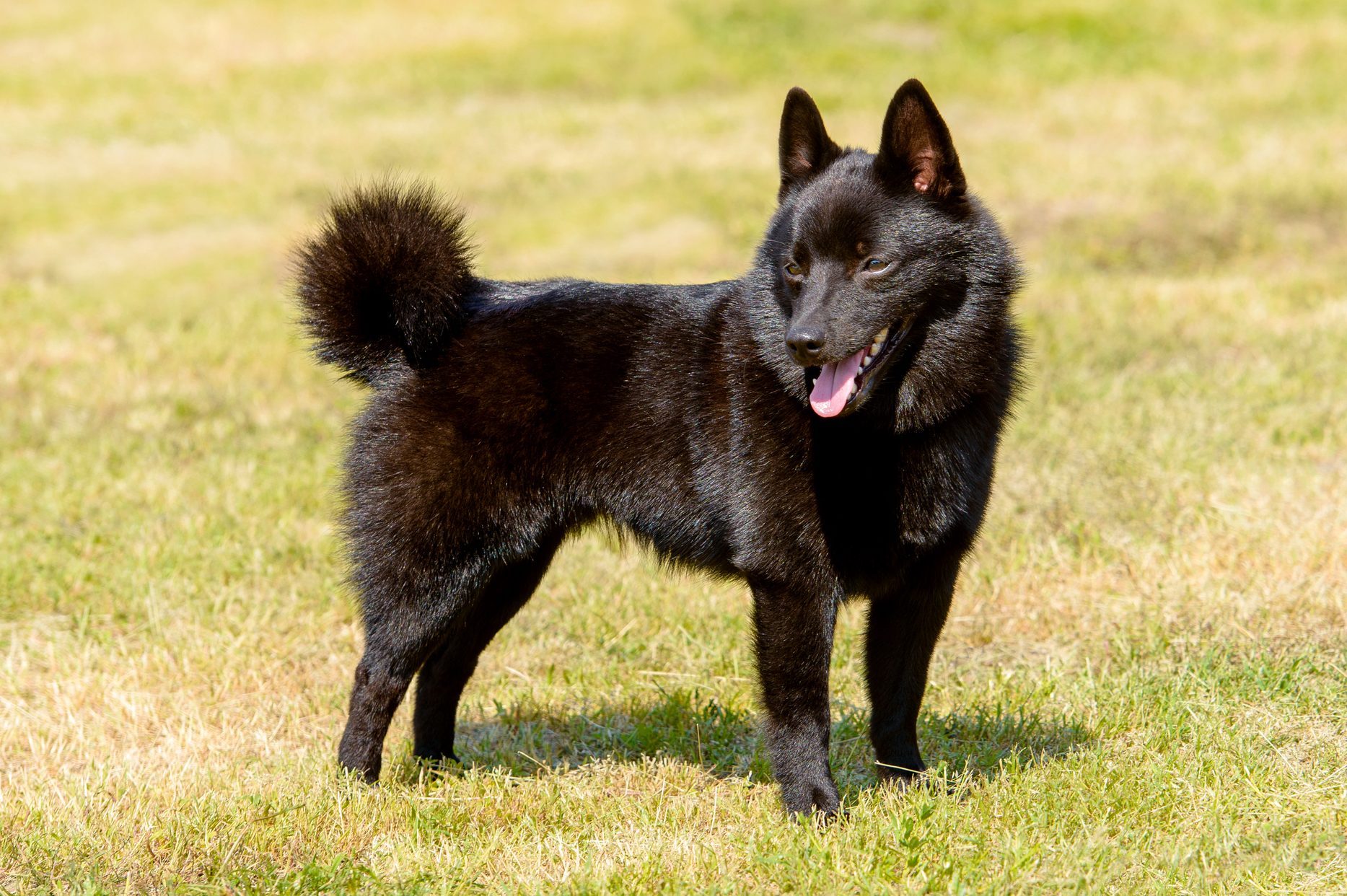 Schipperke looks aside