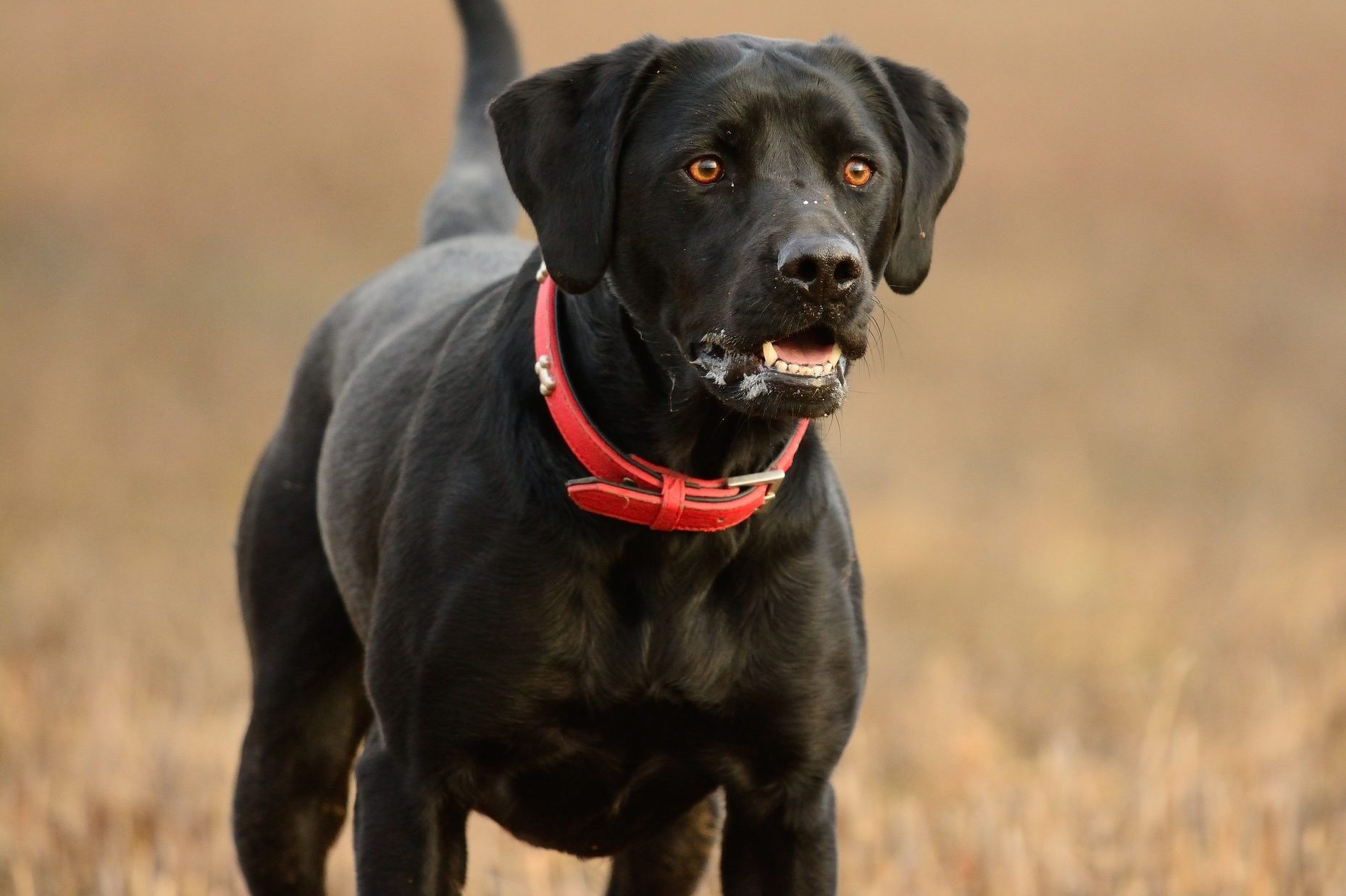 What It Means If You See a Dog with a Red Collar