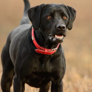 Close-Up Of Dog with red collar On Field