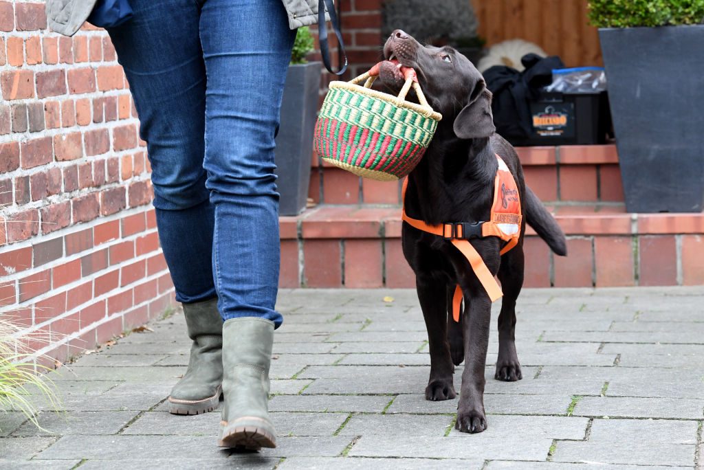 Trained dogs for diabetes patients