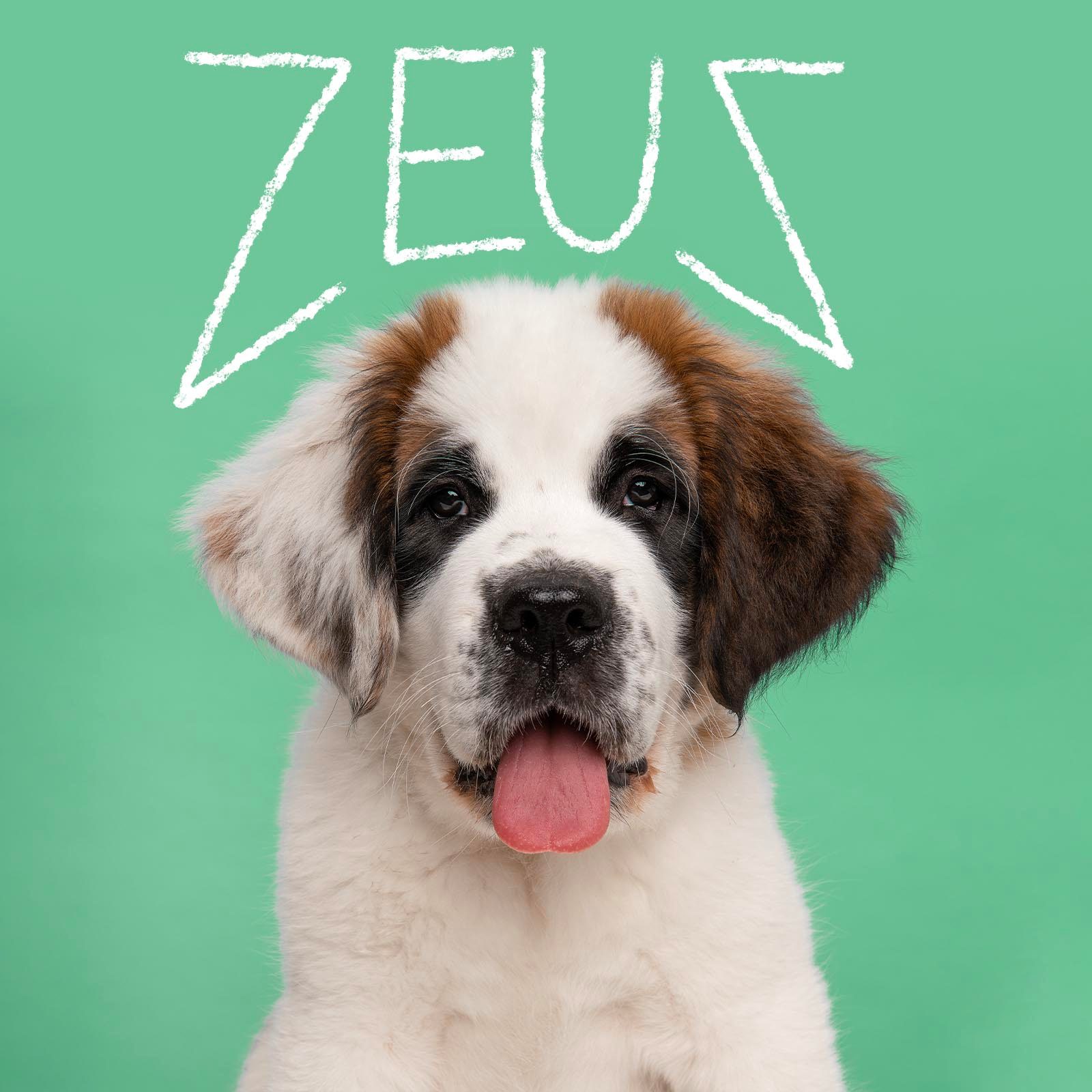 Unique dog name handwritten over an image of a dog