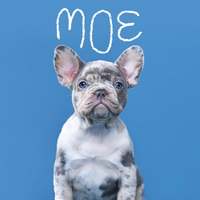 Unique dog name handwritten over an image of a dog