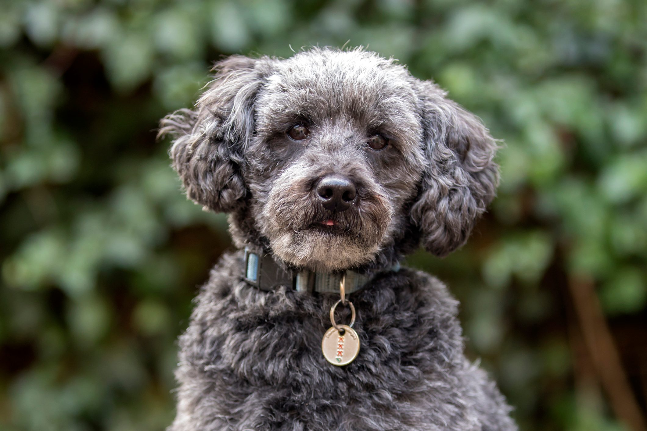 Grey schnoodle, Poodle and Schnauzer mix, in autumn park