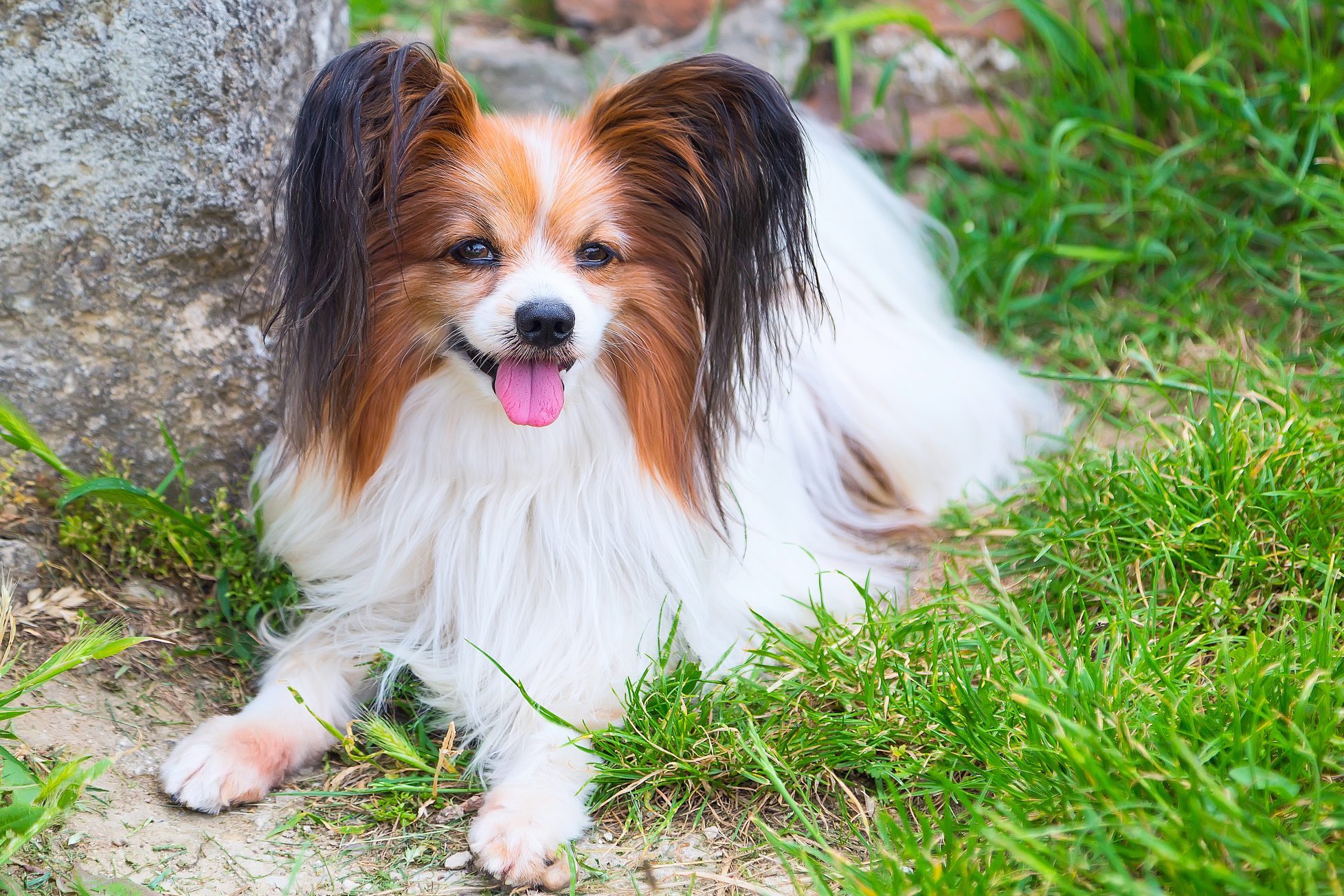 Papillon dog sitting at attention in the green grass