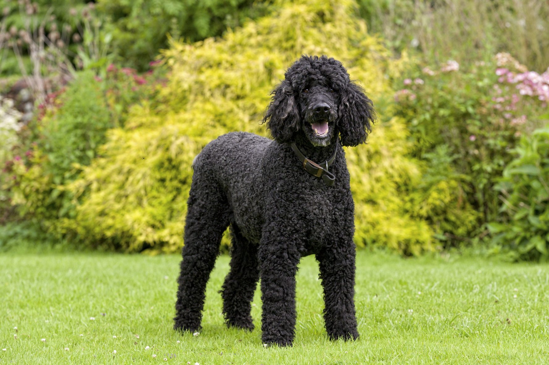 Standard Poodle enjoying a day playing in the park