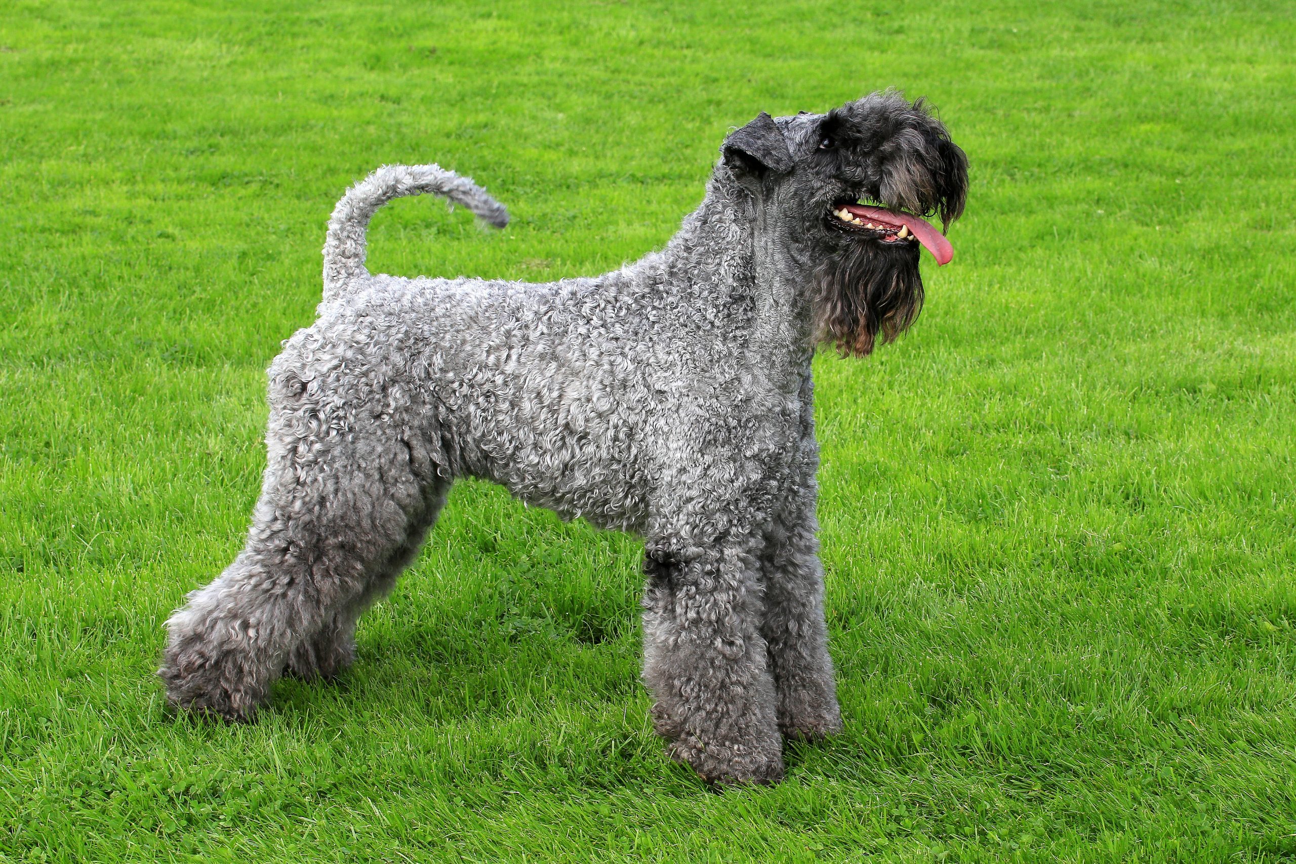 Portrait of Kerry Blue Terrier in a spring garden