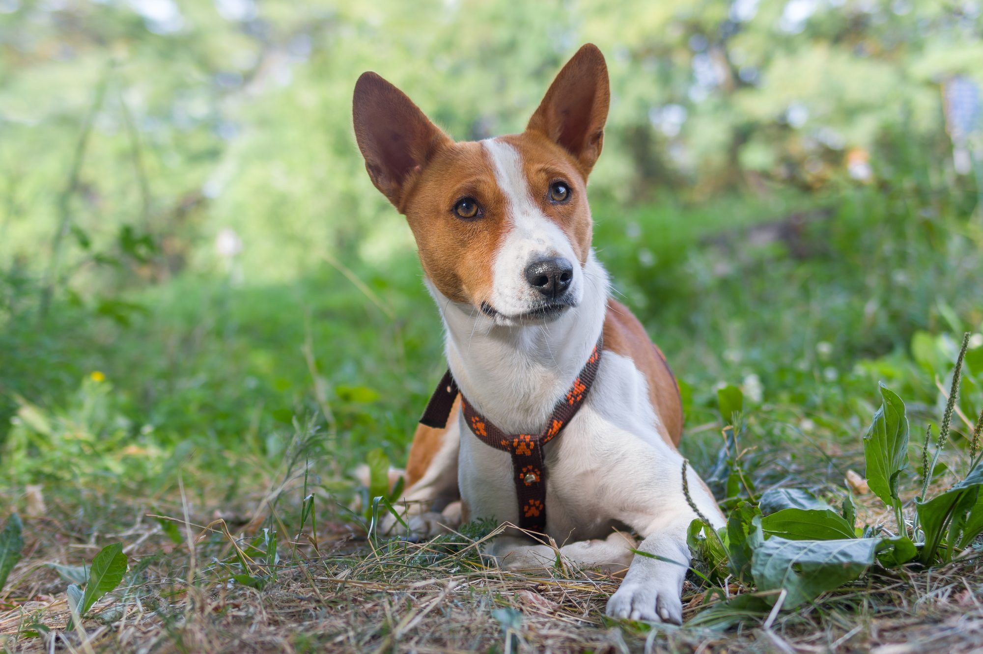 Portrait of basenji lying on the ground at summer morning