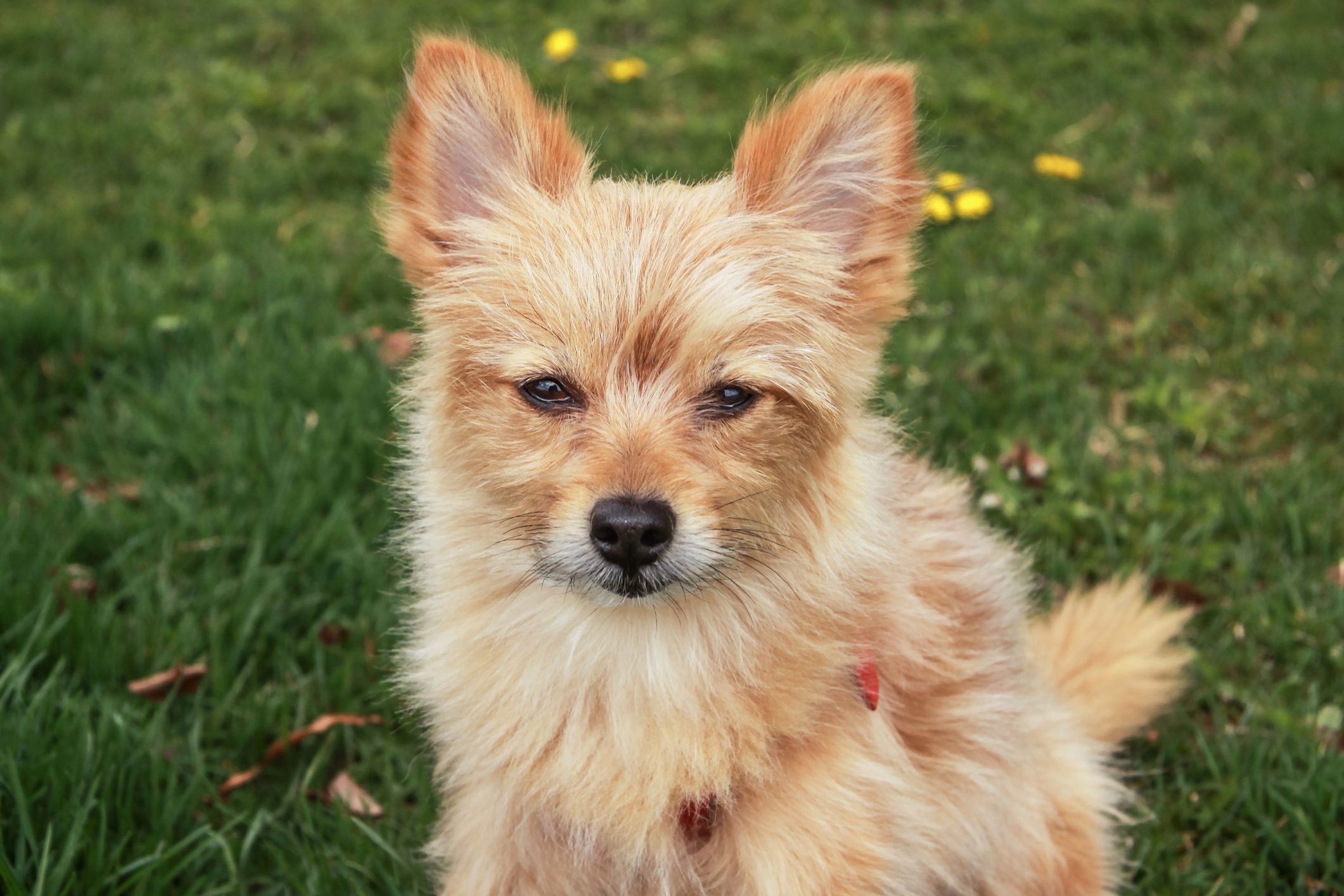 A close-up portrait of a cross-breed dog (Yorkshire Terrier & Pomeranian)