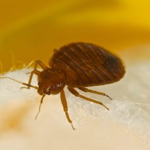 Macro photo of a bed bug