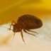 This City Has the Worst Bed Bug Infestation in America