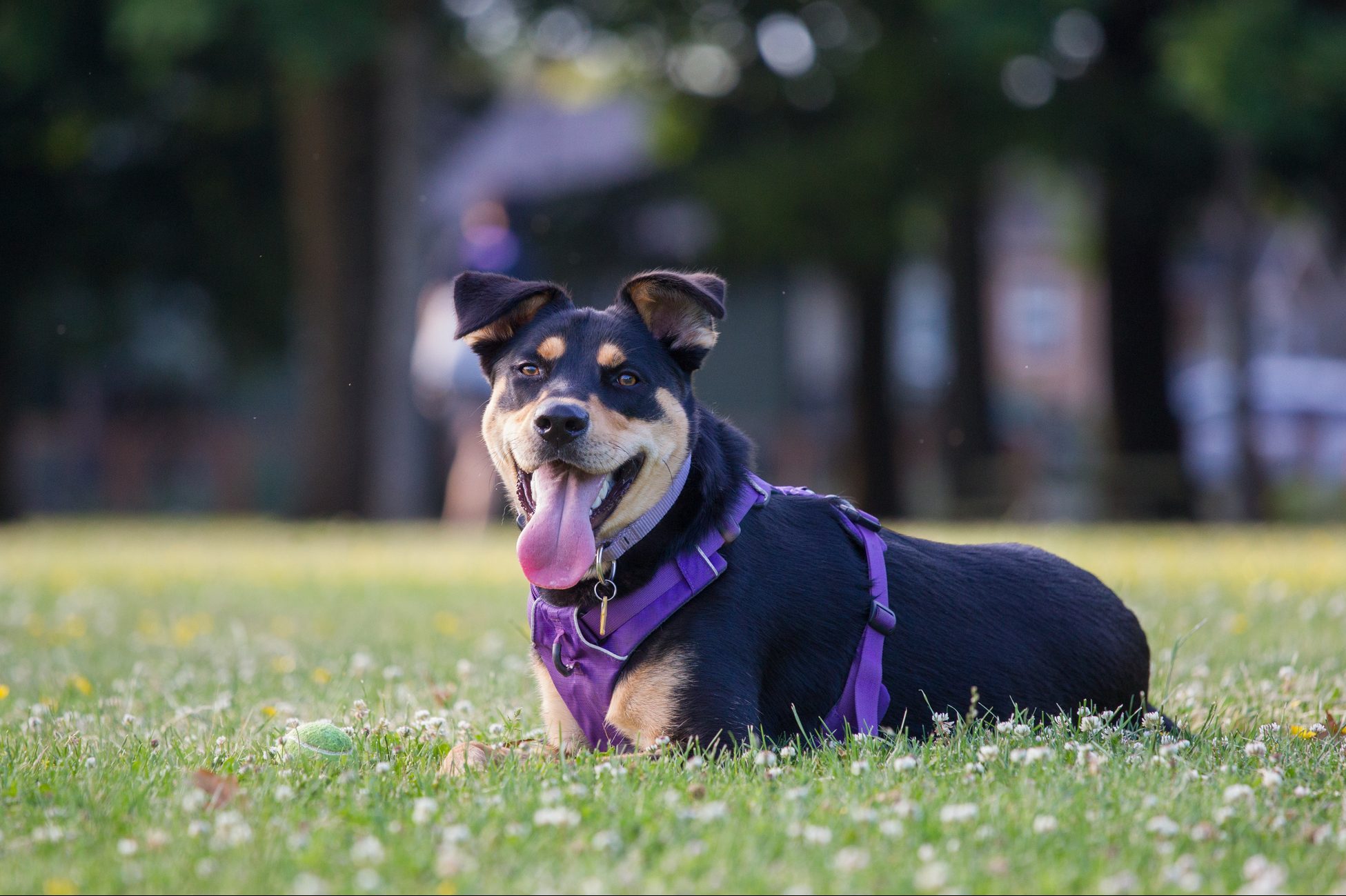 Shepweiler, Rottweiler and German Shepherd mix, lays in the grass