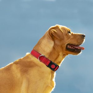 Red Dog Collar