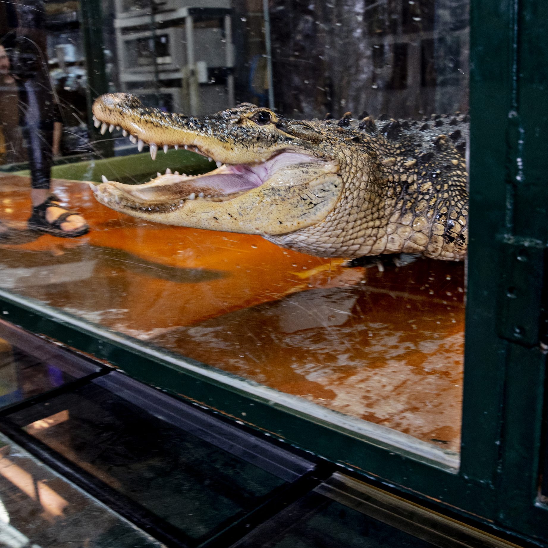 Donnie Wiseman helped save alligator trainer Lindsay Bull when she was attacked by alligator