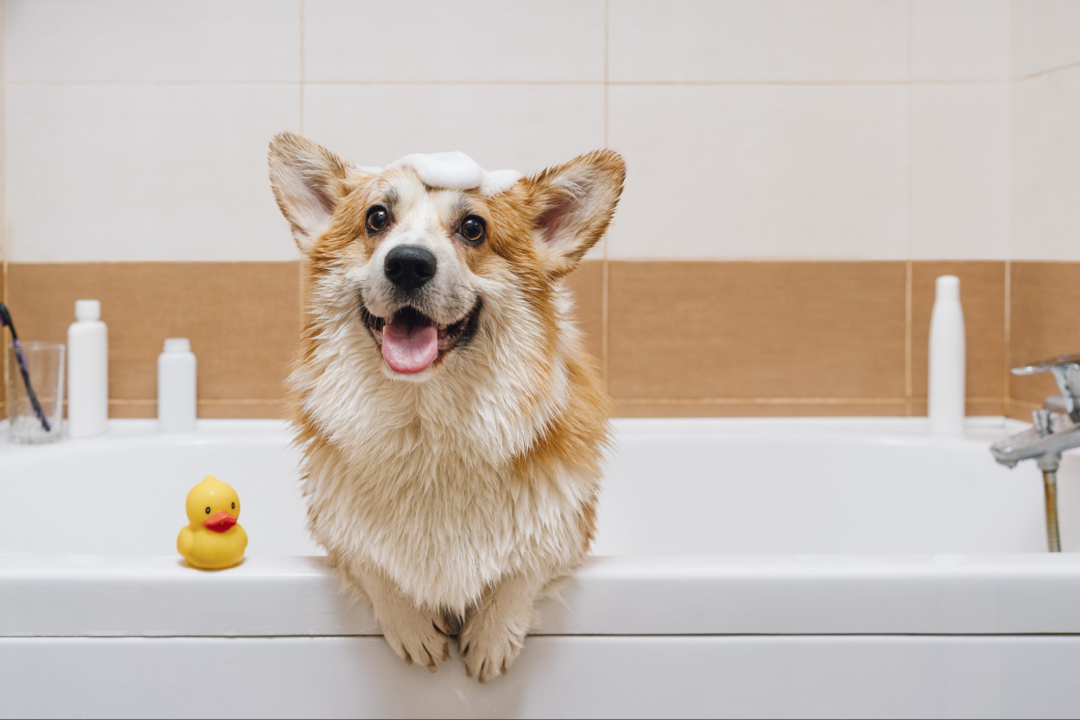 How to Bathe a Dog