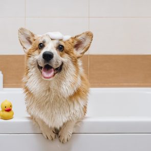 Portrait of Corgi dog standing in bathtub