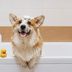 How to Bathe a Dog