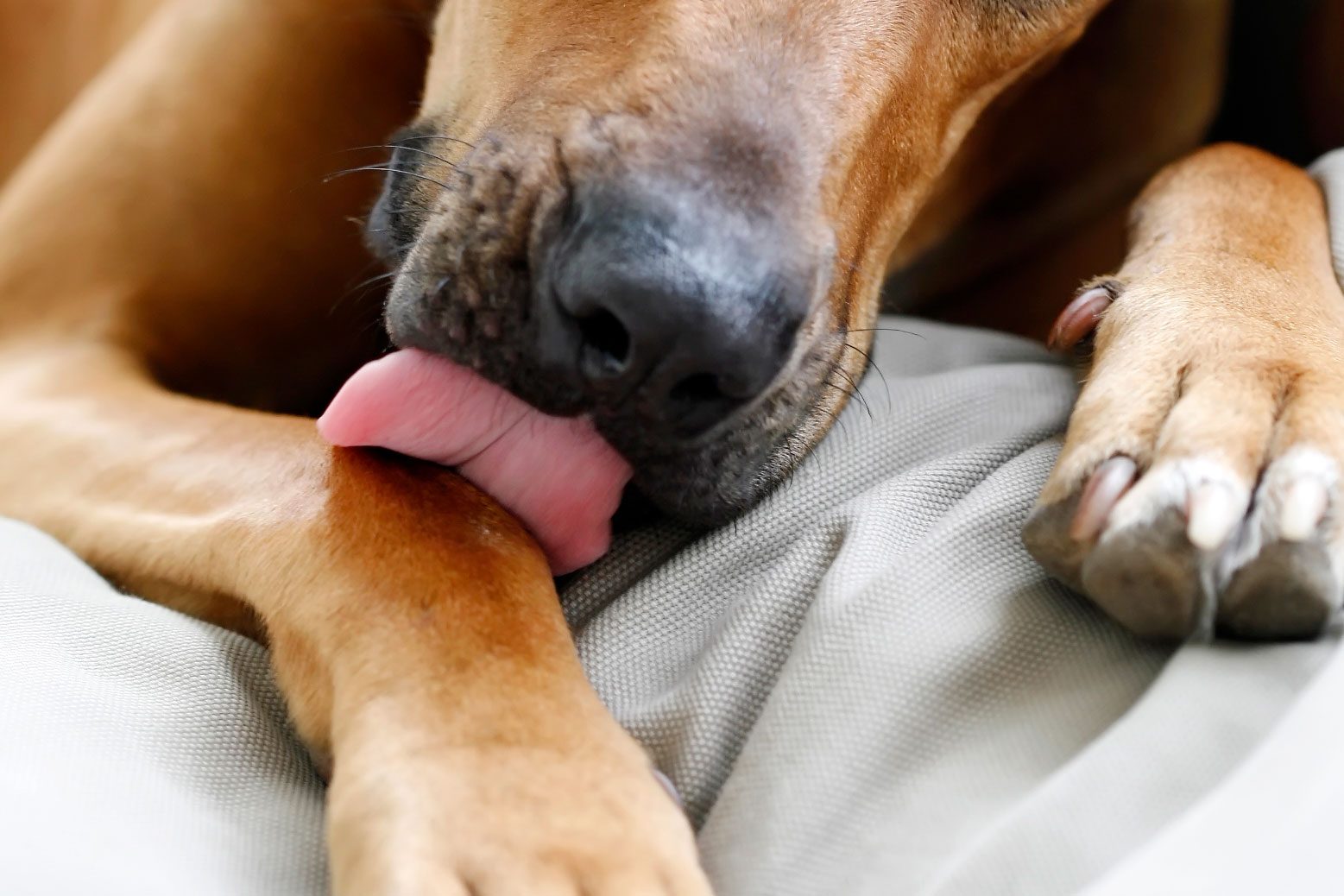 Why Do Dogs Lick Their Paws? 8 Common Reasons and How to Stop It