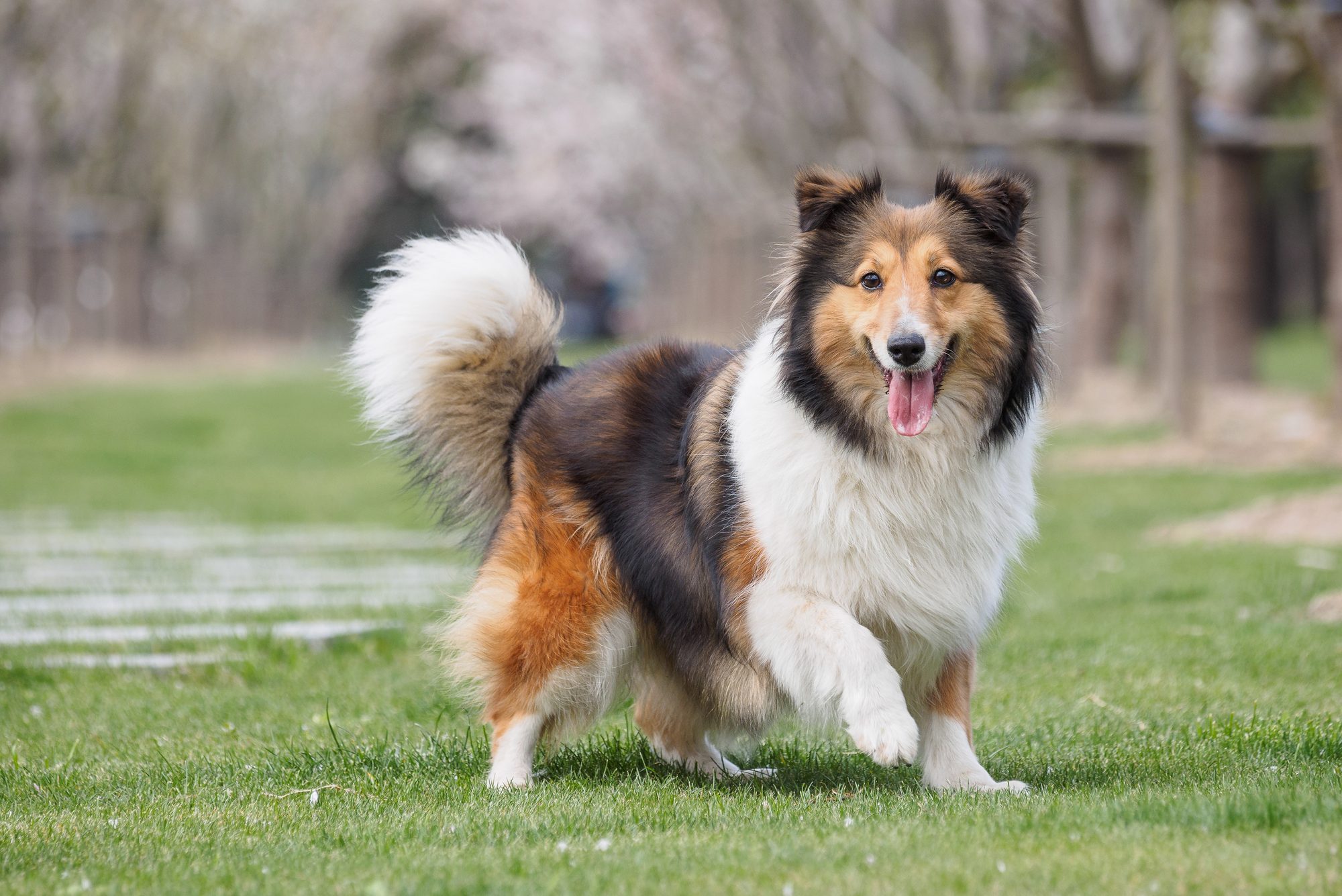 Purebred Shetland Sheepdog outdoors on grass meadow