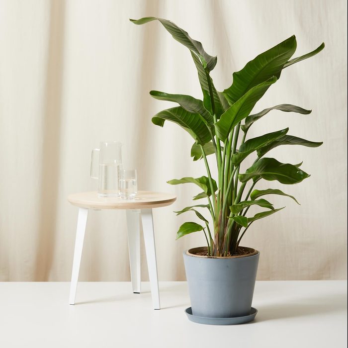 Bloomscape Bird Of Paradise