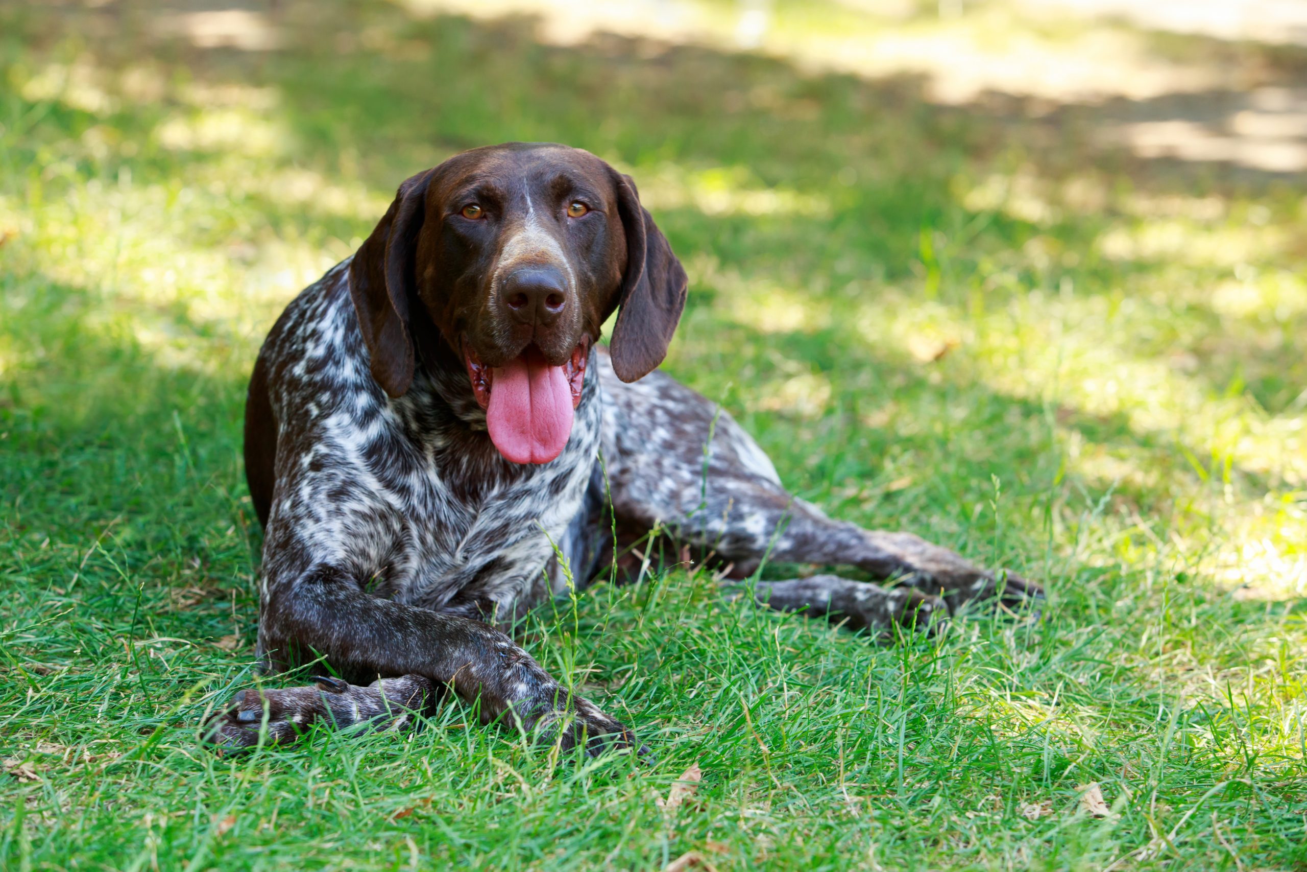 German Shorthaired Pointer