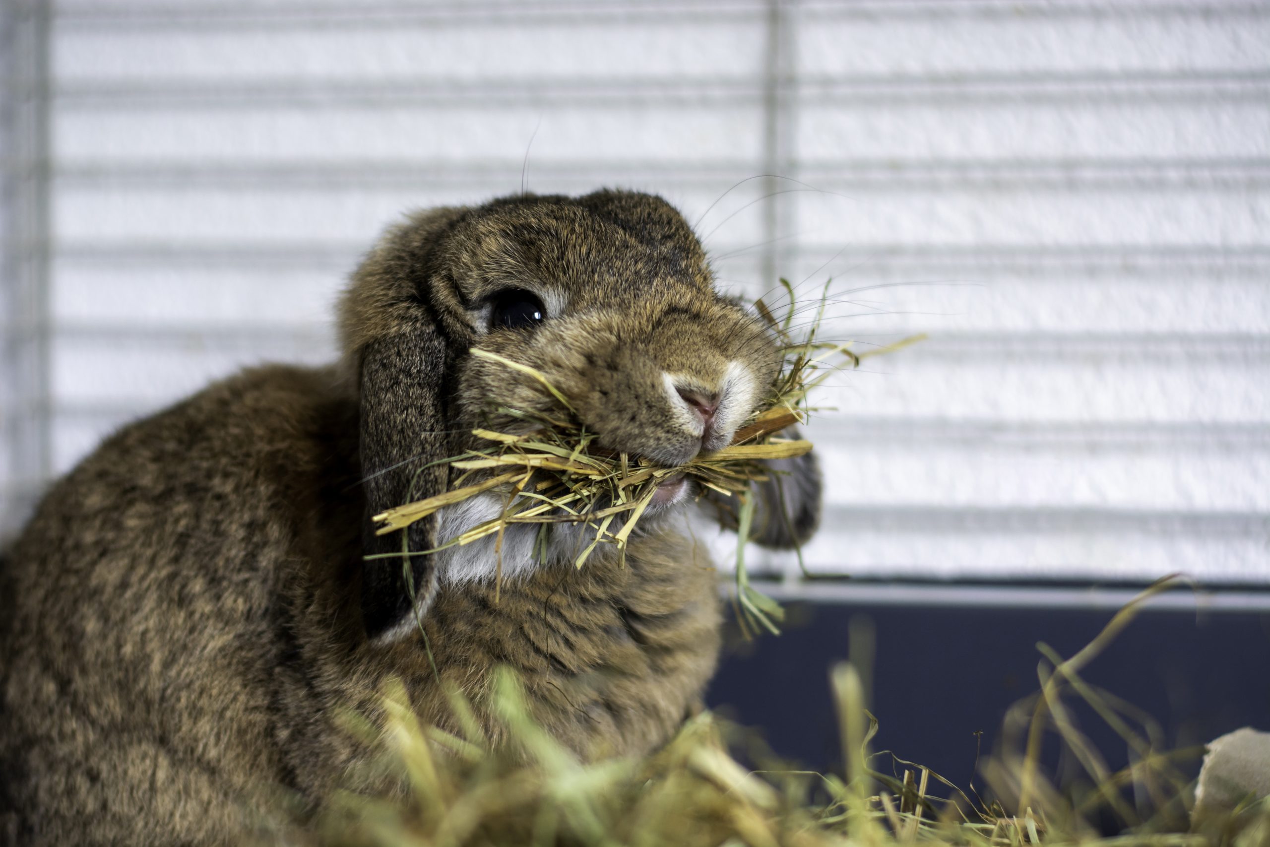 Funny cute lop rabbit bunny with hanging ears holding a lot of hay in its mouth in a cage