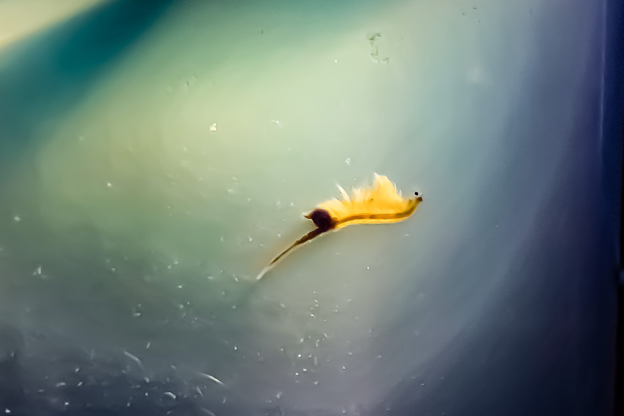 Macro of a Pregnant Female Brine Shrimp (Sea Monkey)