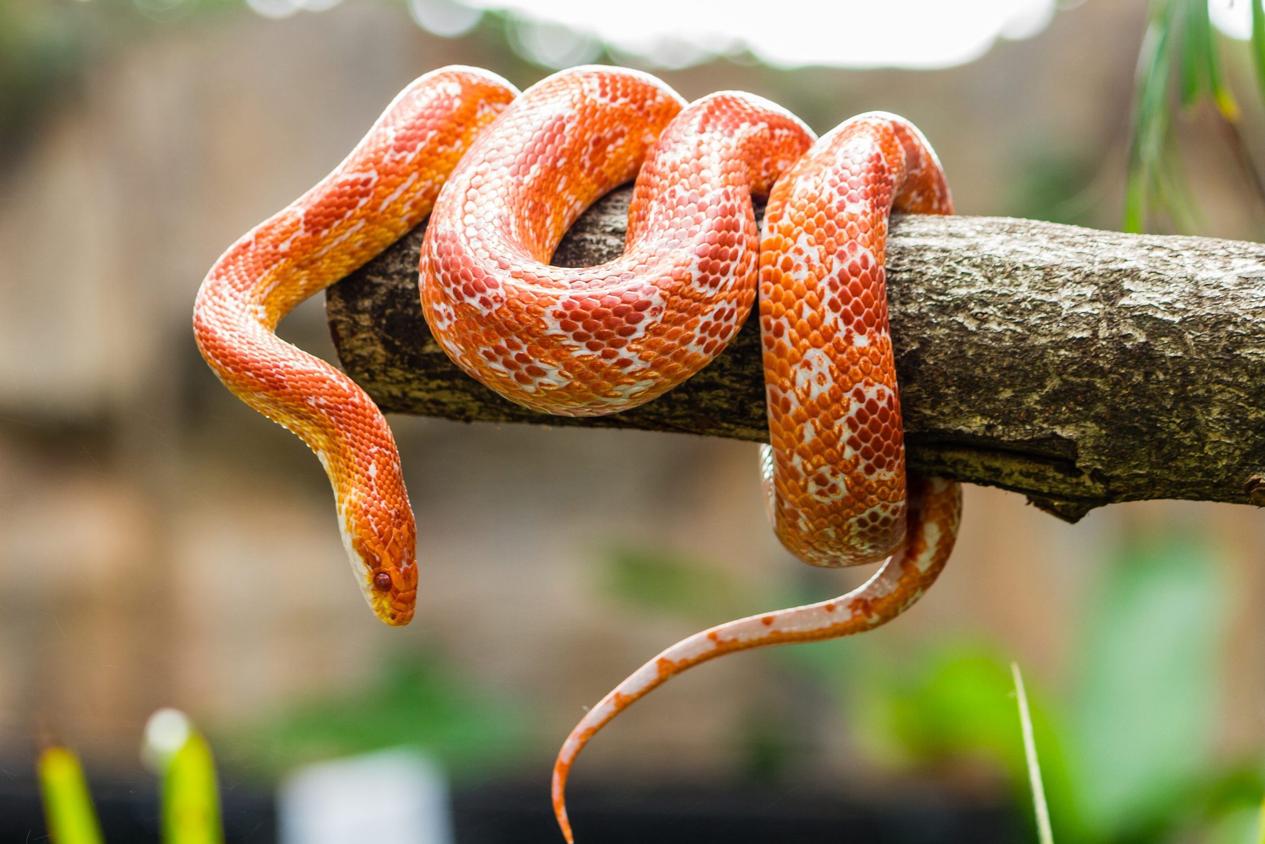 Corn snake on a branch