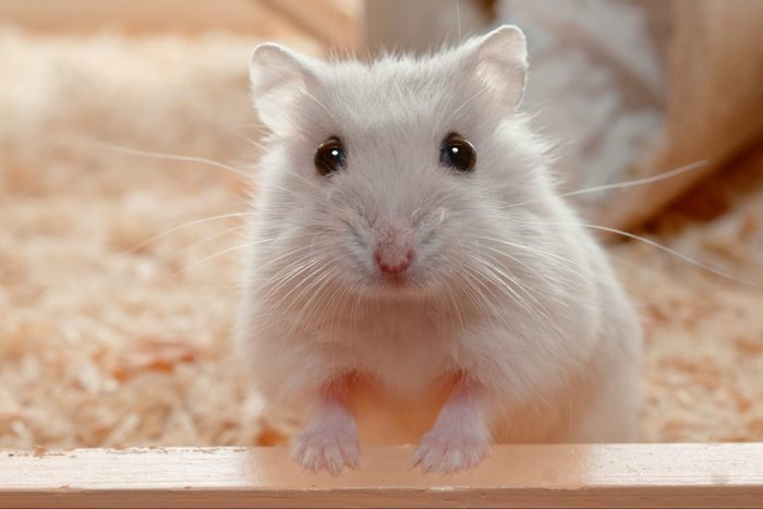 Syrian Hamster inside of cage