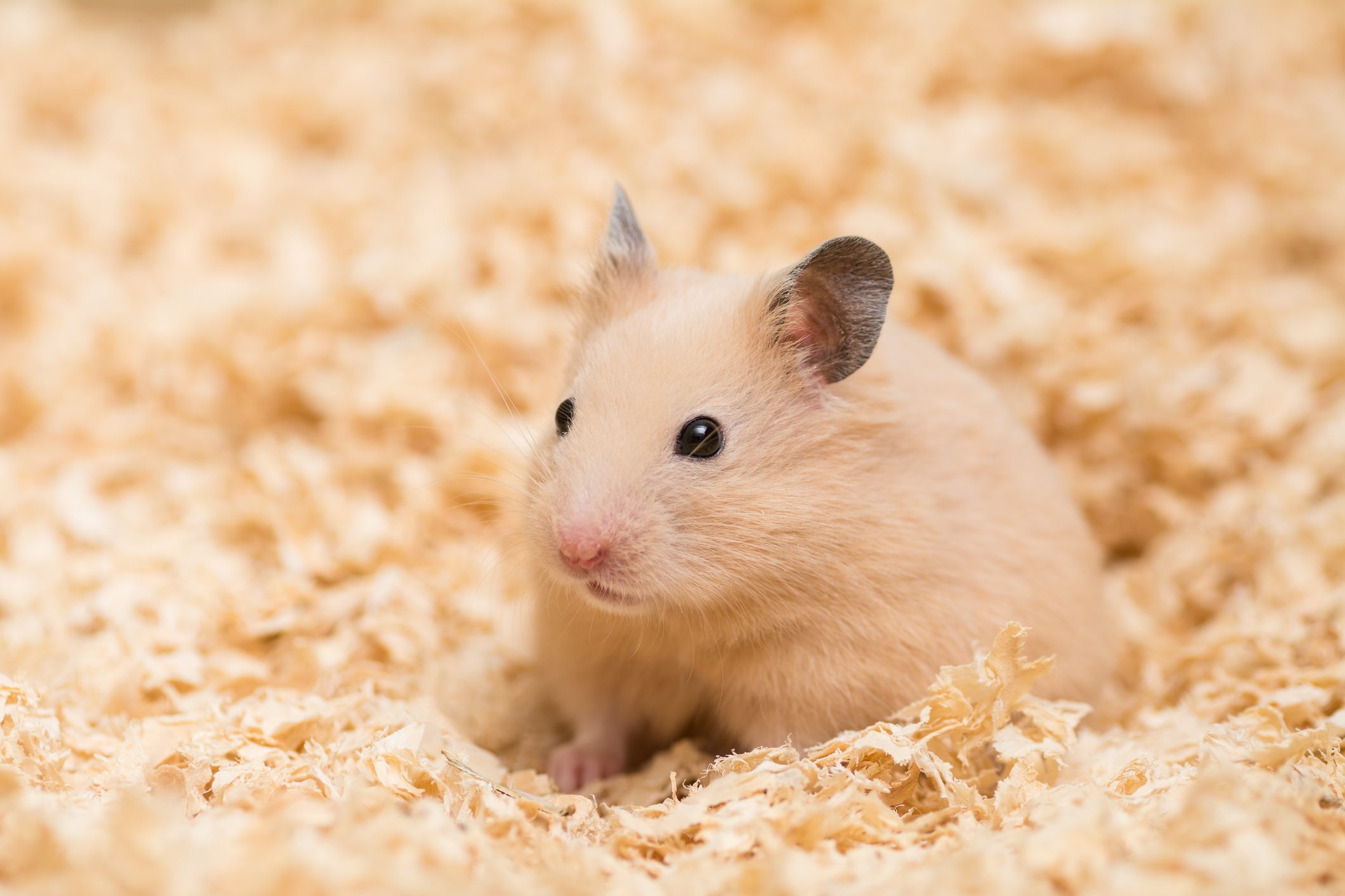 Golden Syrian Hamster in wood chips.