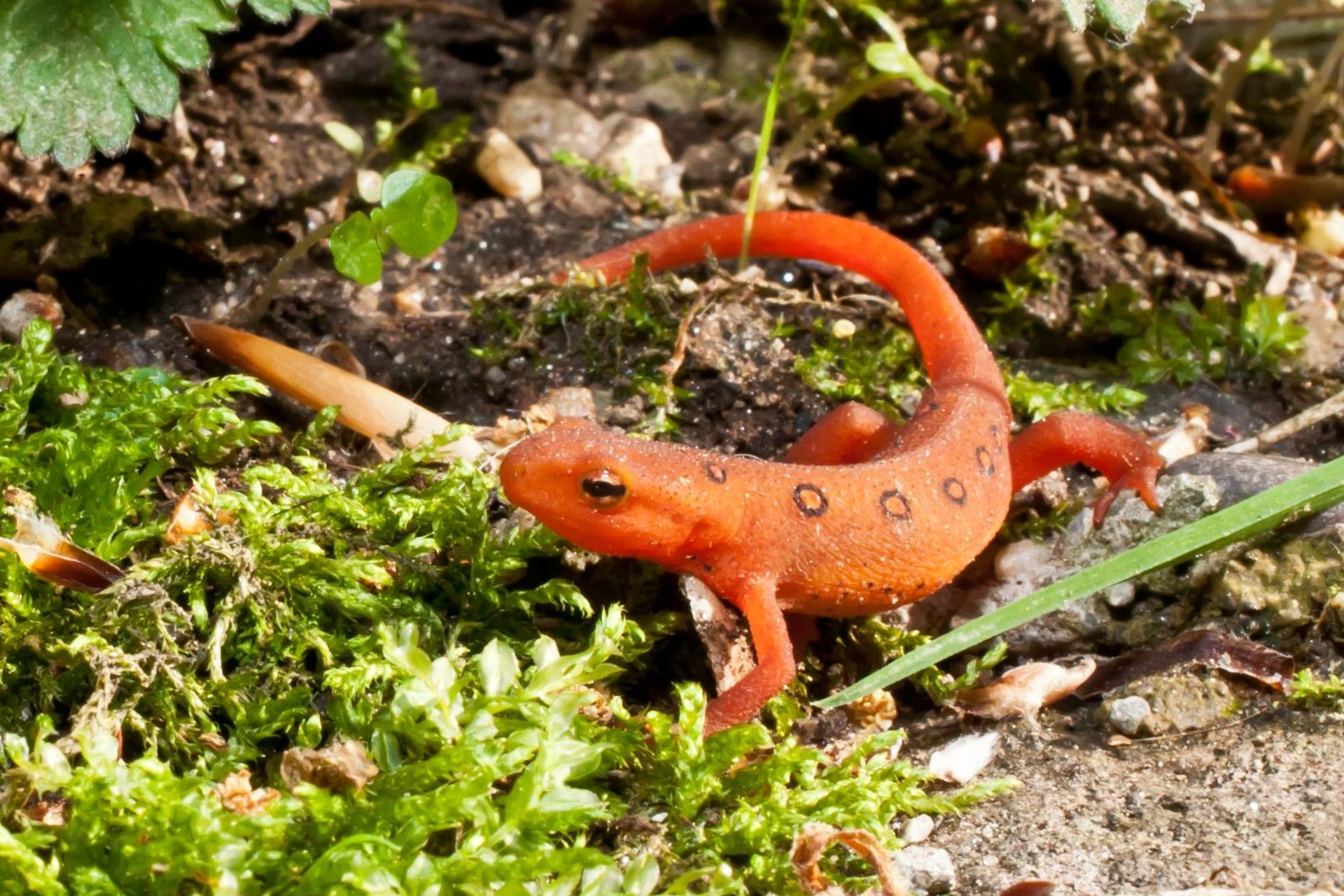 A Red Newt found in the Garden.