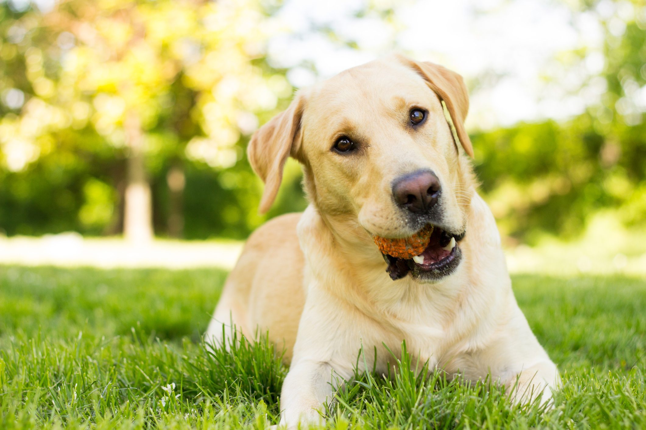 Yellow Labrador Retriever dog in the park