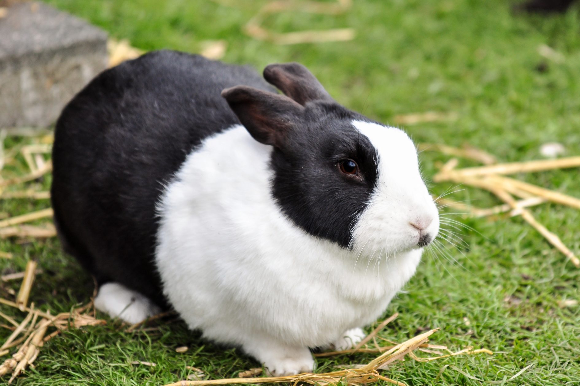 Black and white dutch rabbit in a farm, Netherlands