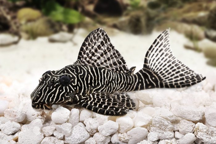 Pleco Catfish L-260 Queen Arabesque Hypostomus sp Plecostomus aquarium fish