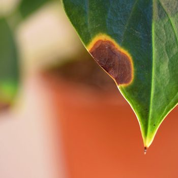 Spots and brown tips on anthurium leaves