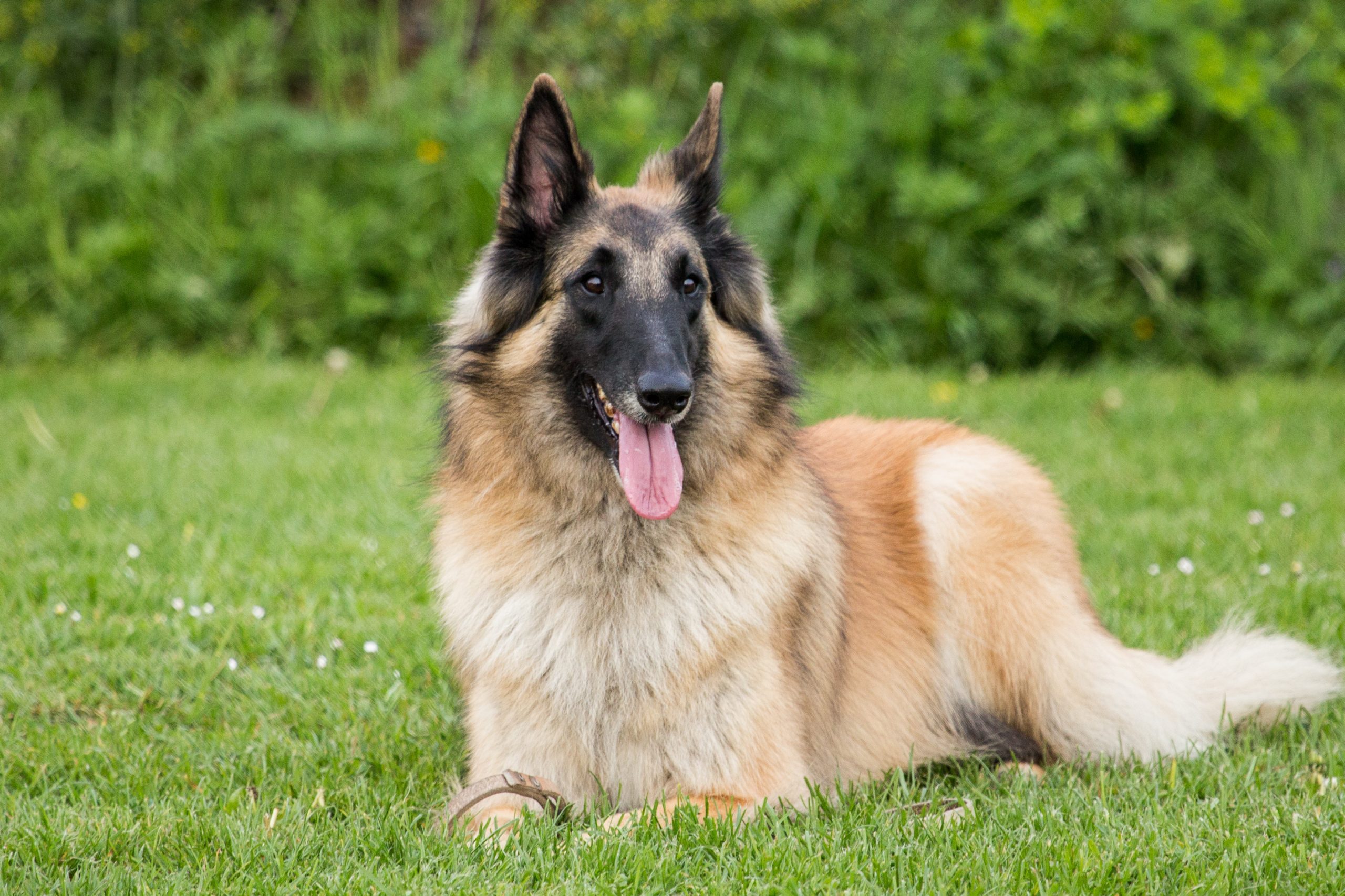 Belgian tervuren sitting in the grass