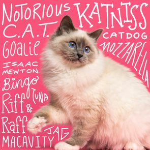 Funny cat names handwritten over a photo of a cat