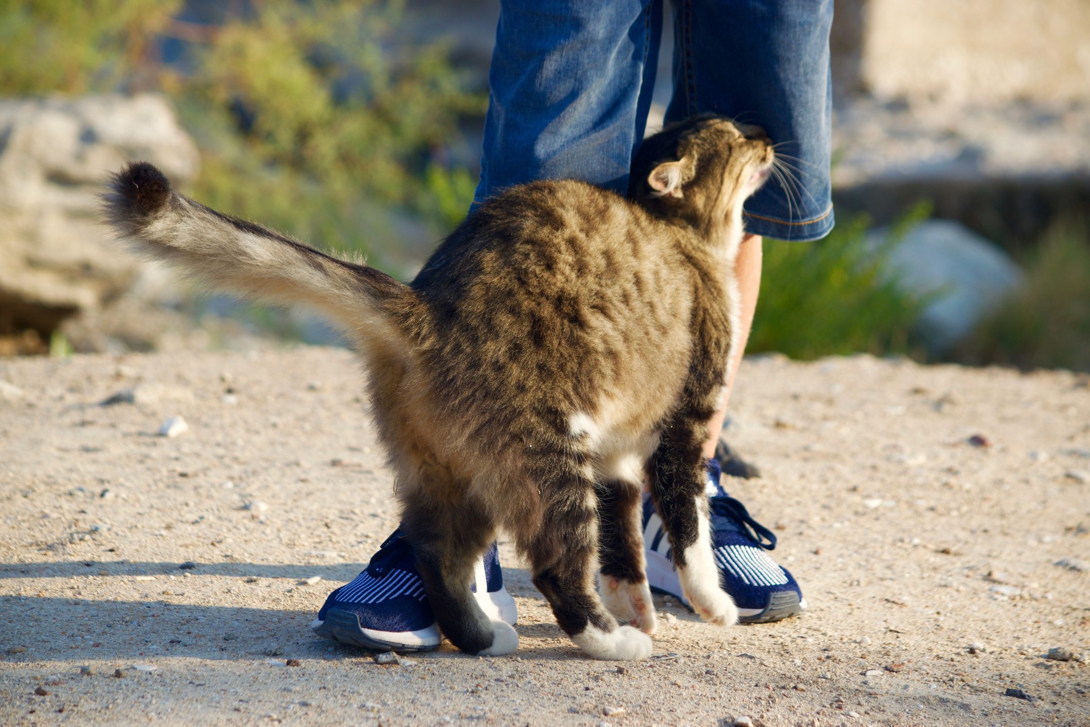 Why Do Cats Rub Against You? The Reasons Behind This Behavior