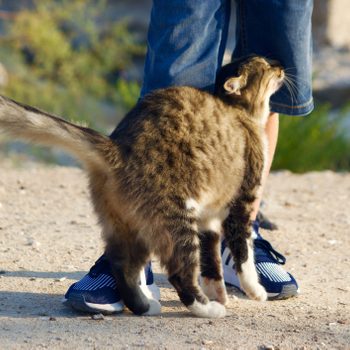 Cat rubbing on human legs.