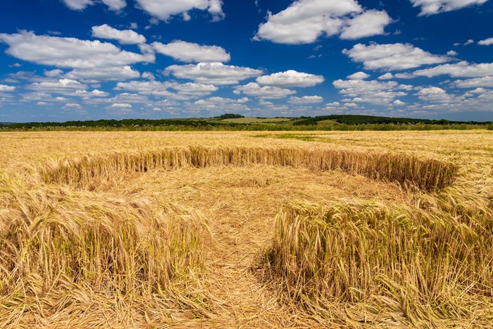 Small crop circle in a wheat field
