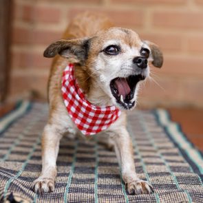 Small mixed breed dog barking at carpet