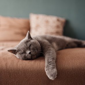 Lazy British Short Hair cat sleeping on a couch in a flat in Edinburgh, Scotland, with her face squashed as she is fully relaxed