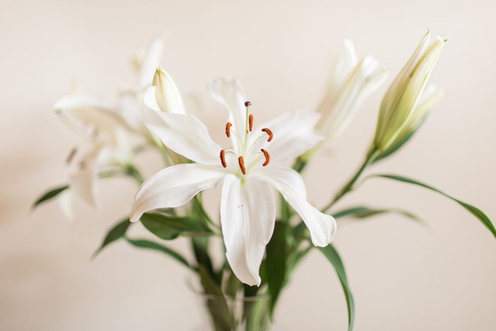 White Easter Lily Flowers in a Glass Vase with a Neutral Background for a Simple Cozy Valentine's Day at Home in 2021