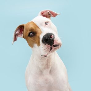 Curious thinking American Staffordshire dog tilting head side. Isolated on blue background