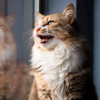 Indoor cat chirping or chattering at something